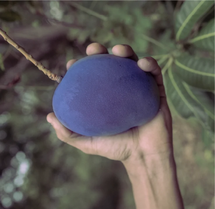 Mano sosteniendo un fruto